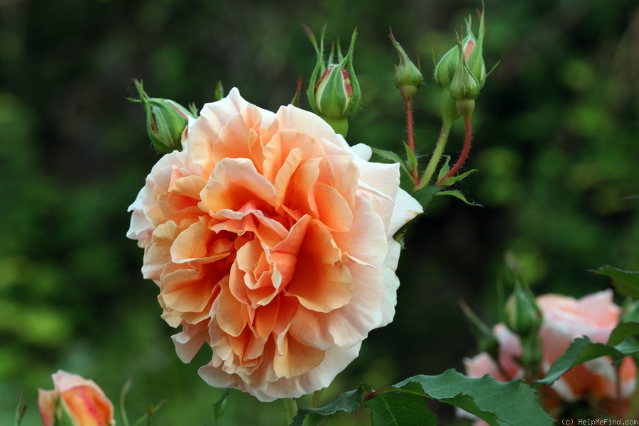'Silvina Donvito ®' rose photo