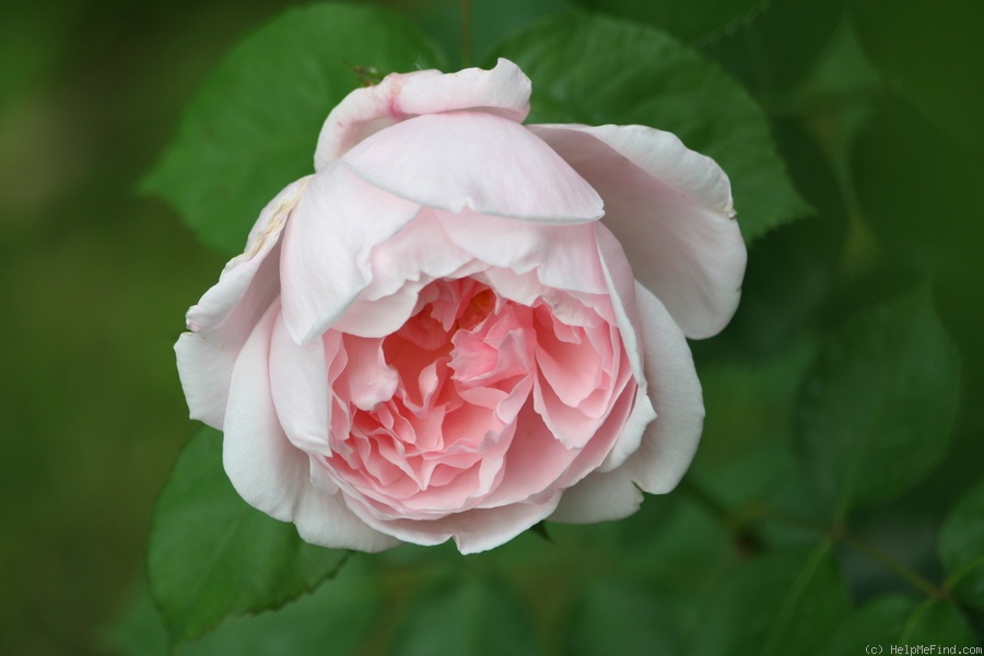 'Kathryn Morley' rose photo