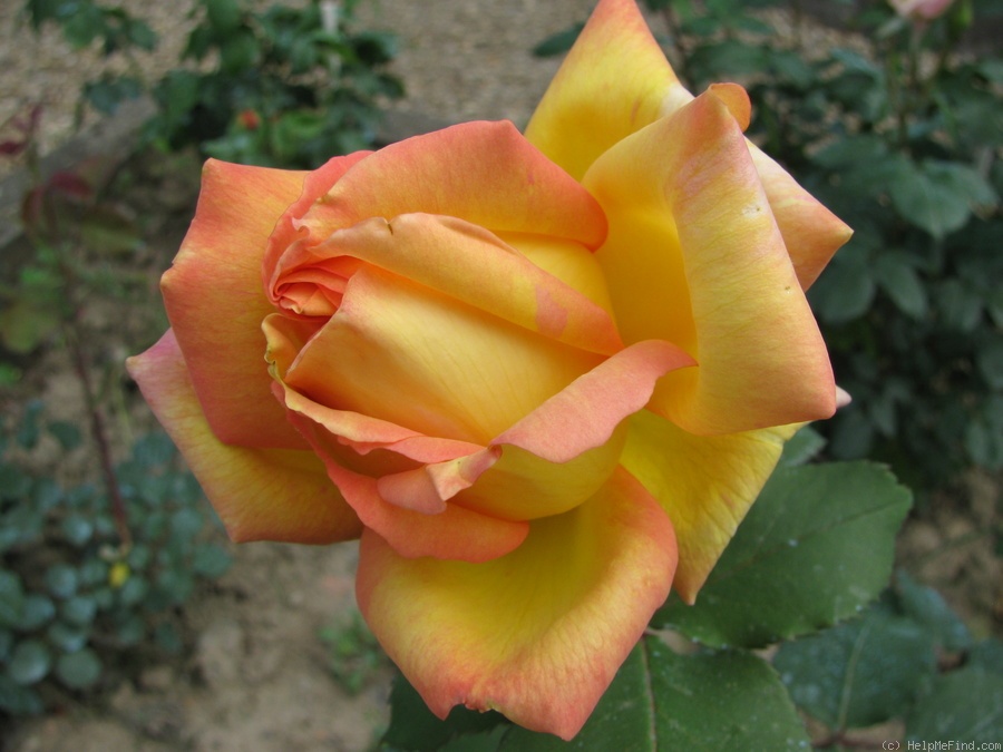 'Maristella' rose photo