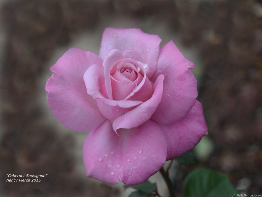 'J & P Cabernet Sauvignon' rose photo