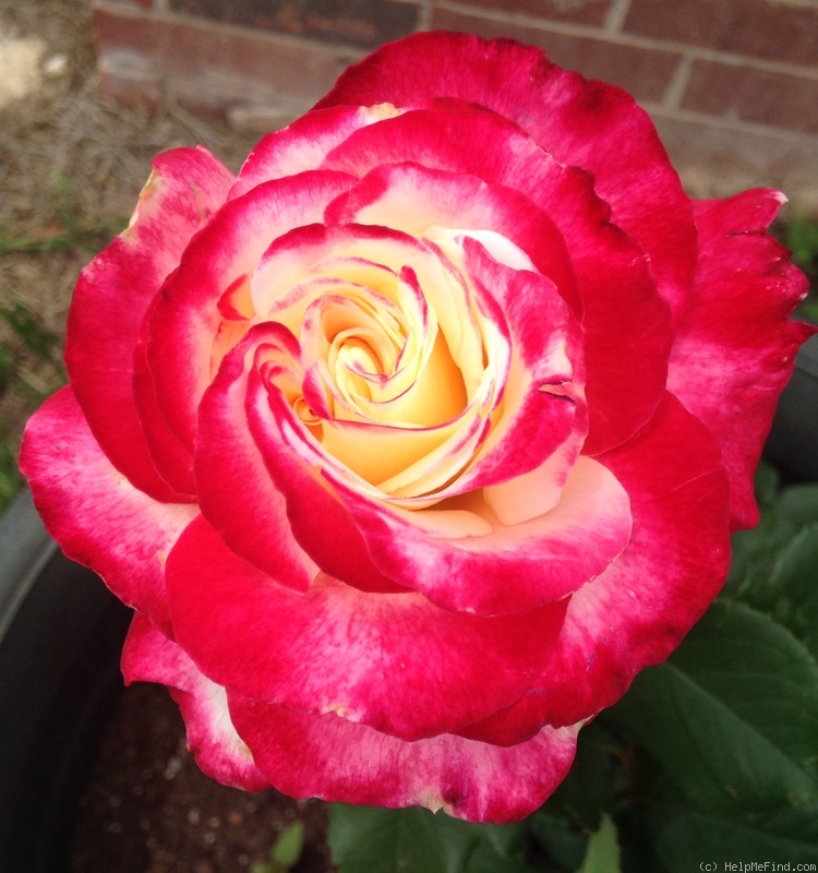 'Double Delight ®' rose photo