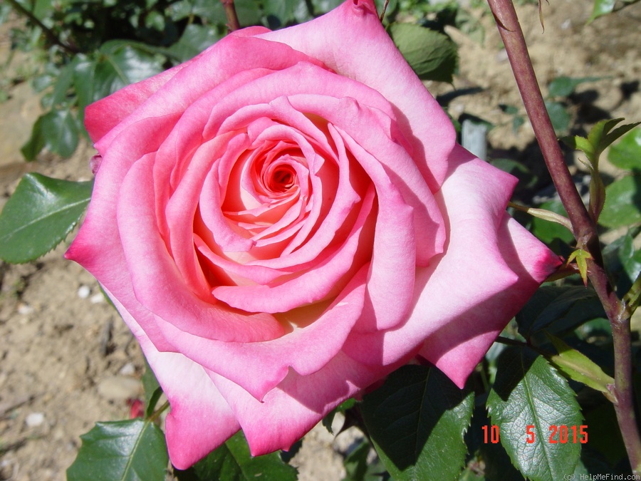 'Kraljica Marija' rose photo