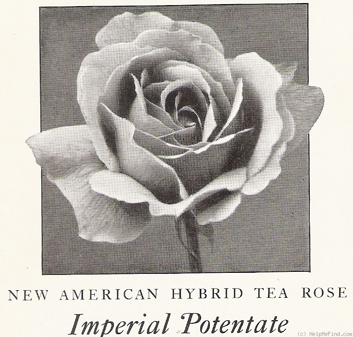 'Imperial Potentate' rose photo