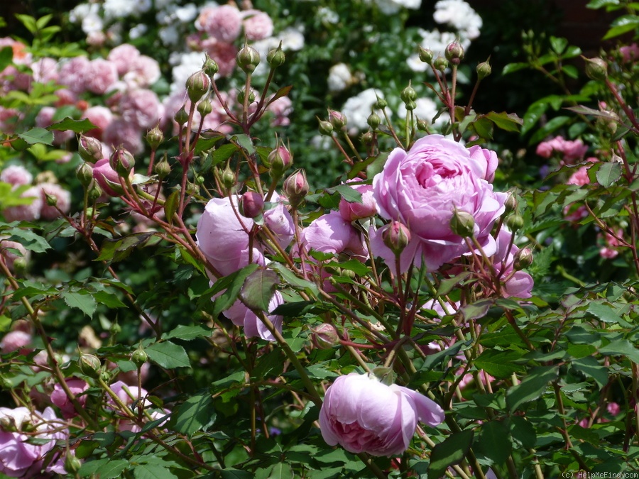 'Alan Titchmarsh' rose photo