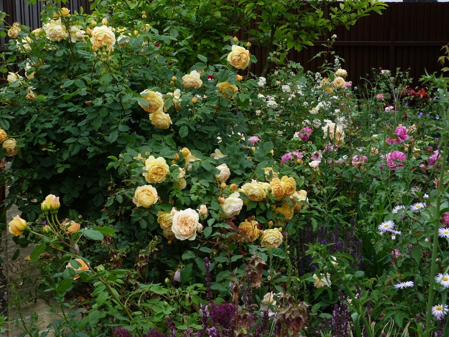 'A Big Hobby - My Small City Garden'  photo