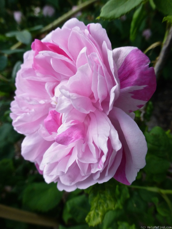 'Duchesse d'Angoulême (hybrid gallica, Vibert, 1821)' rose photo