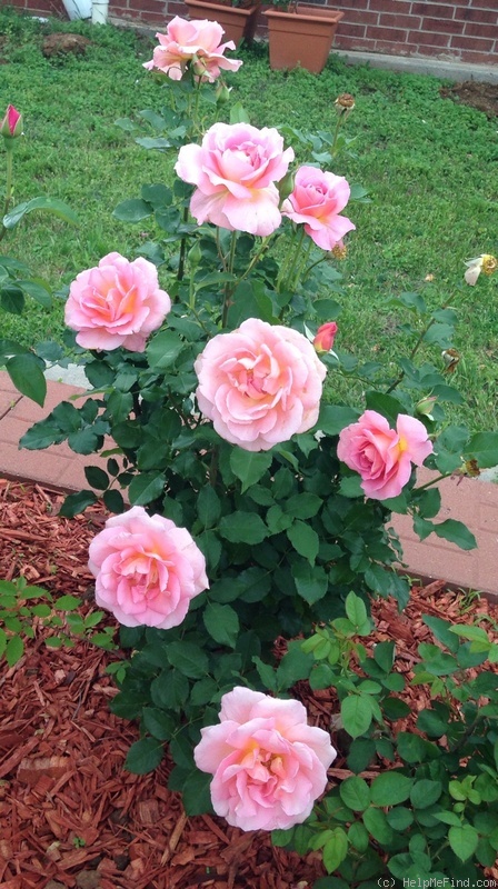 'Tiffany (hybrid tea, Lindquist, 1953)' rose, click to enlarge 'Tiffany (hybrid tea, Lindquist, 1953)' rose photo
