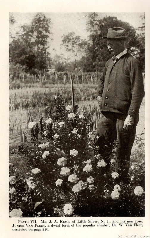 'Junior Van Fleet' rose photo