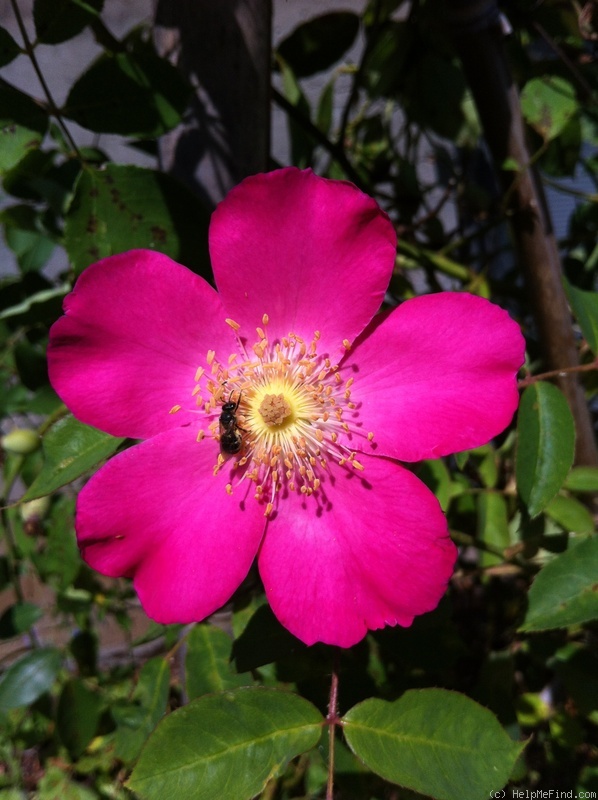 'Schoener's Nutkana' rose photo