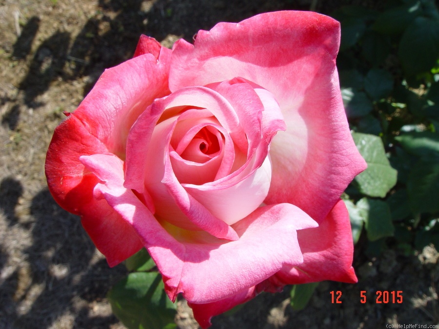 'Maréchal Tito' rose photo