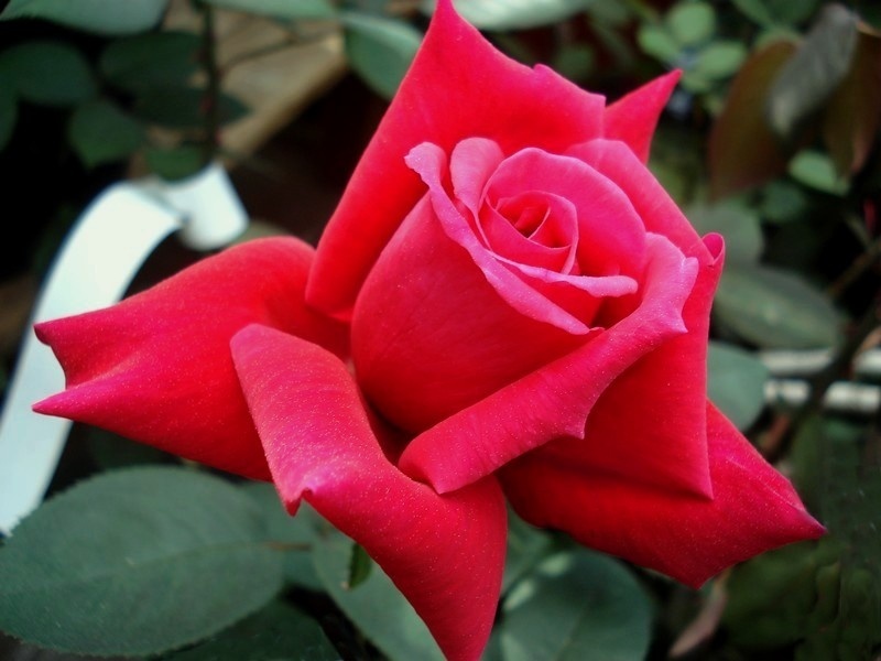 'Reine des Parfums ®' rose photo