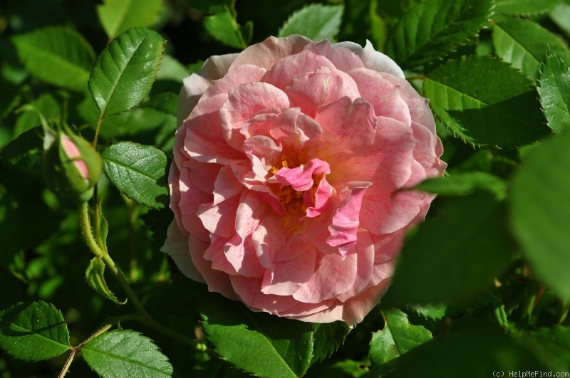 'Domaine de Courson ®' rose photo