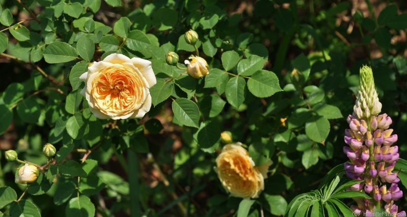 'Teasing Georgia' rose photo