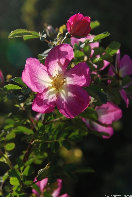 'Glory of Edzell' rose photo