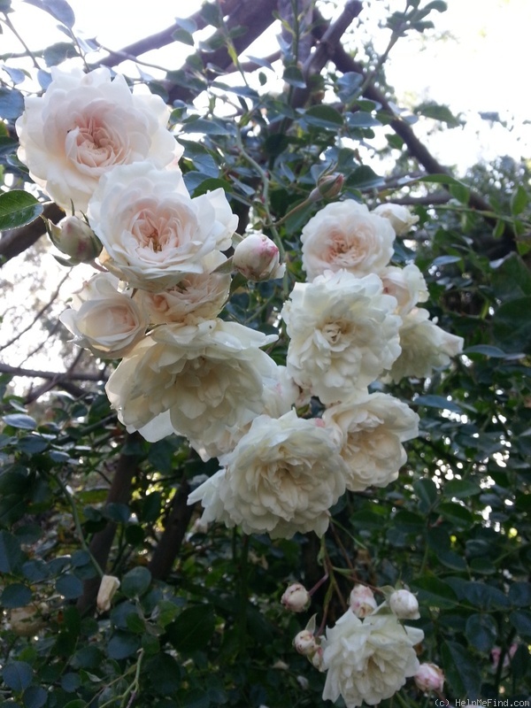 'Sea Foam (shrub, Schwartz 1963)' rose photo