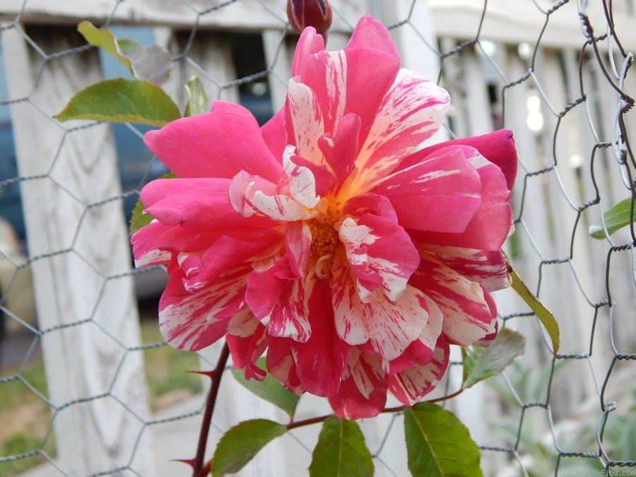 'Whizzbang (climber, Odegaard 2014)' rose, click to enlarge 'Whizzbang (climber, Odegaard 2014)' rose photo