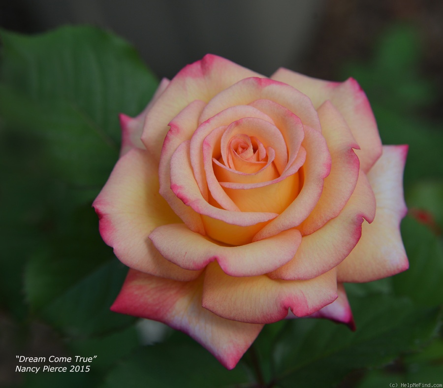 'Dream Come True ™ (grandiflora, Pottschmidt, 2006)' rose, click to enlarge 'Dream Come True ™ (grandiflora, Pottschmidt, 2006)' rose photo