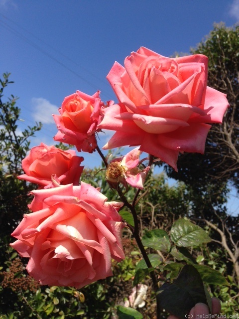 'Folklore (Hybrid Tea, Kordes, 1977)' rose photo