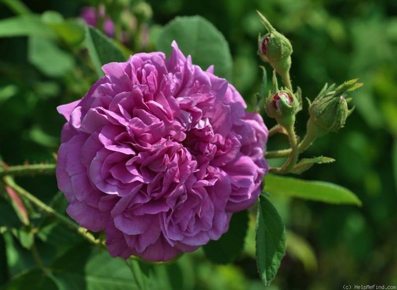 'Umbra' rose photo