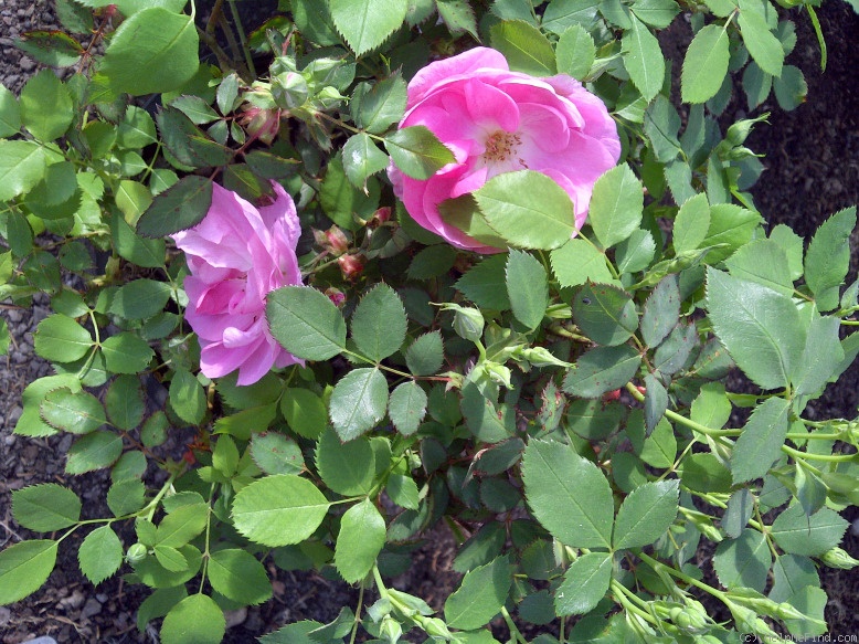 'Frontenac' rose photo