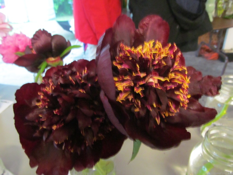 'Black Swan' peony photo