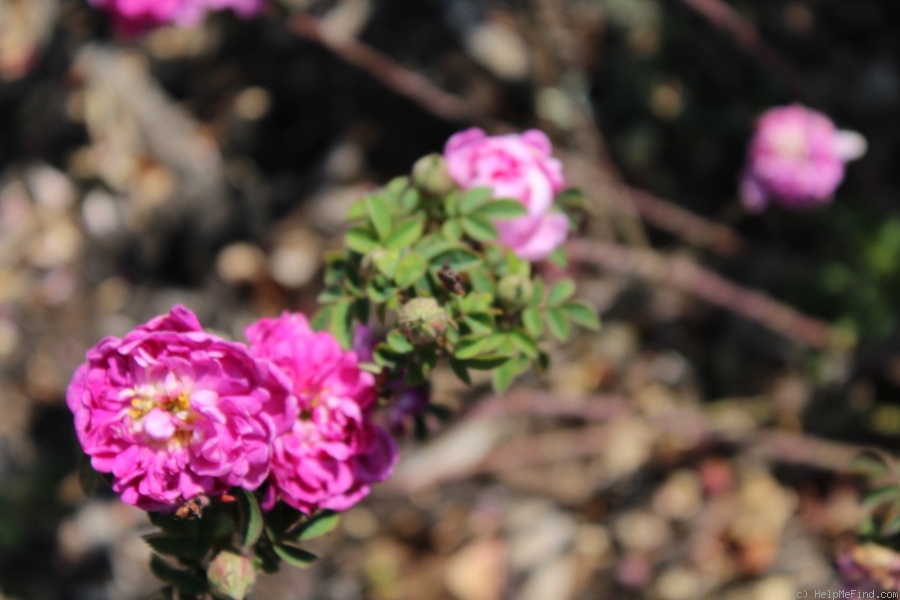 'Pompon de Bourgogne' rose photo