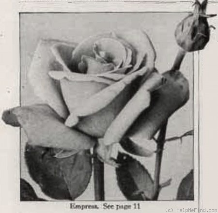 'Empress (hybrid tea, Chaplin, 1933)' rose photo