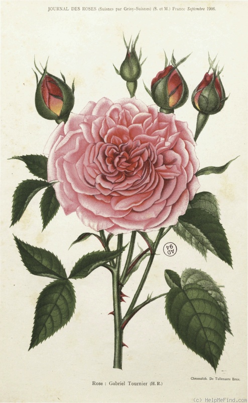 'Gabriel Tournier' rose photo