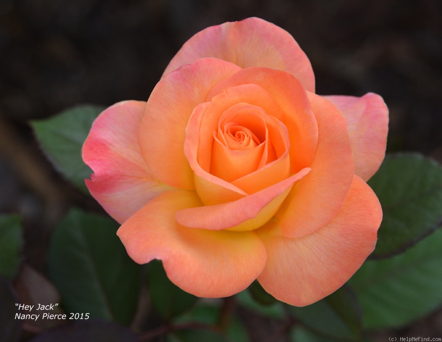 'Hey Jack (hybrid tea, Wright 2010)' rose, click to enlarge 'Hey Jack (hybrid tea, Wright 2010)' rose photo