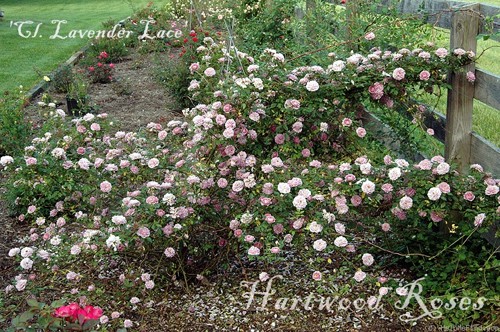 'Lavender Lace, Cl. (miniature, Rumsey, 1971)' rose photo