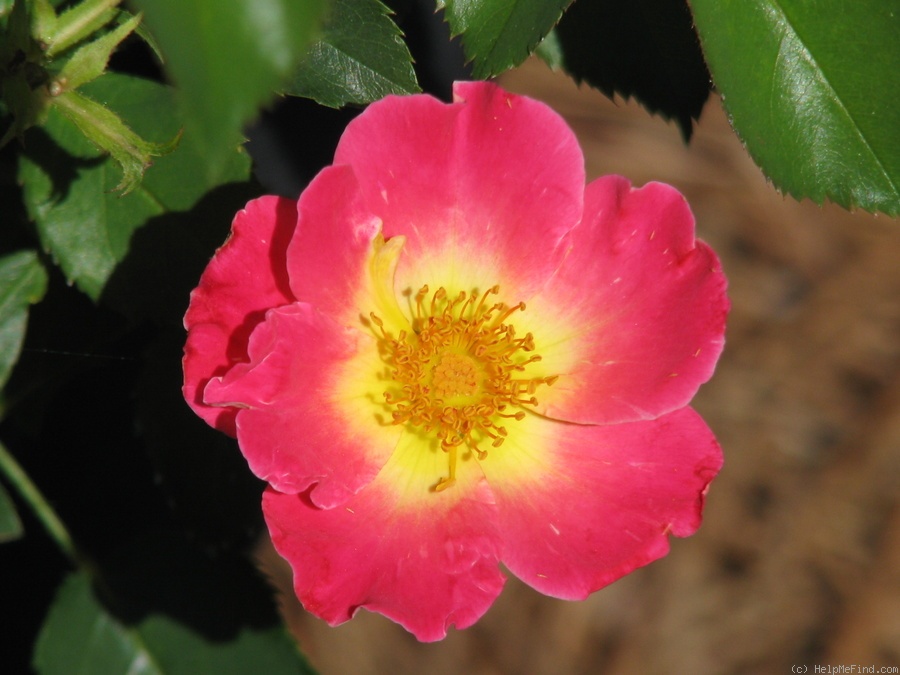 'Watercolors Home Run' rose photo