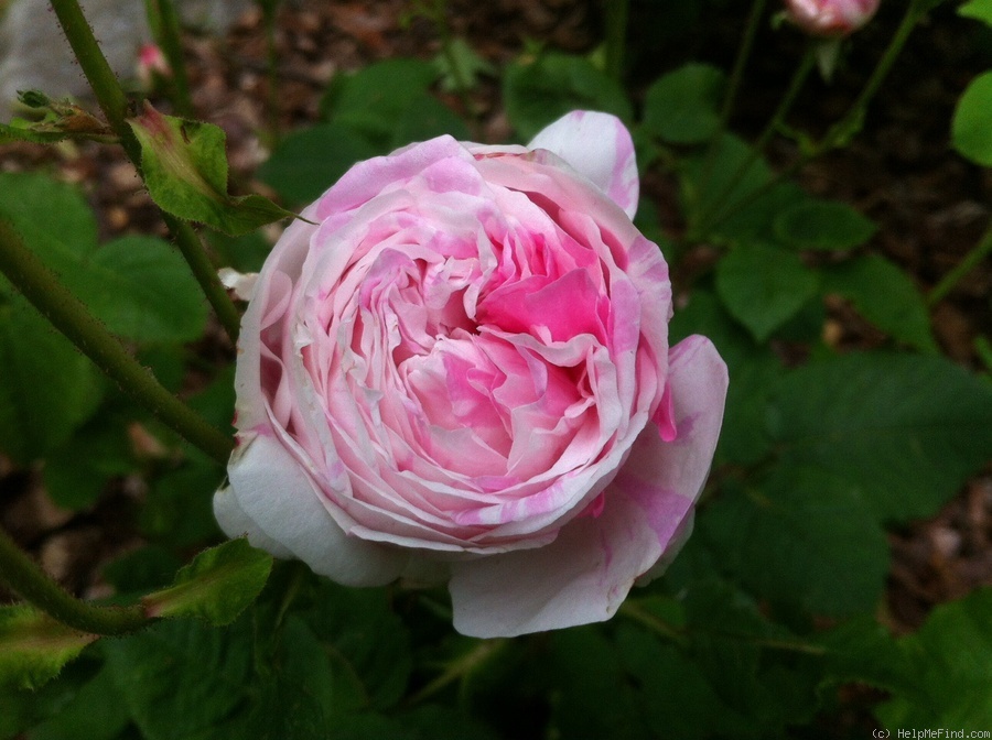 'Village Maid' rose photo