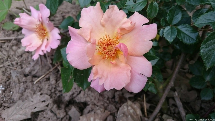 'Sommerpoesie' rose photo