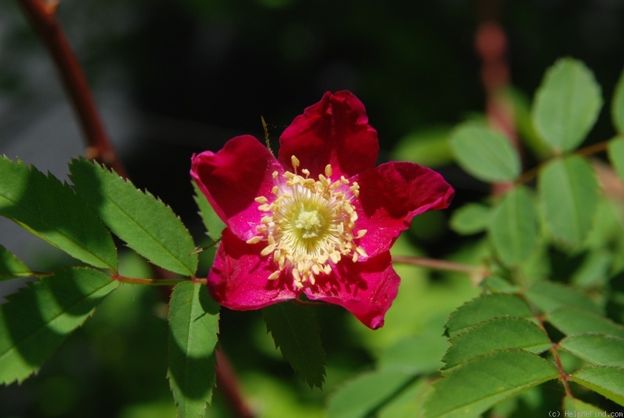 'Alpenrose' rose photo