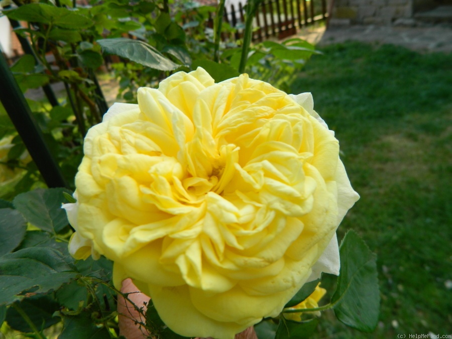 'Yellow Alchymist' rose photo