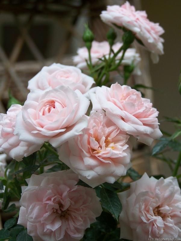 'Blush Parade ®' rose photo