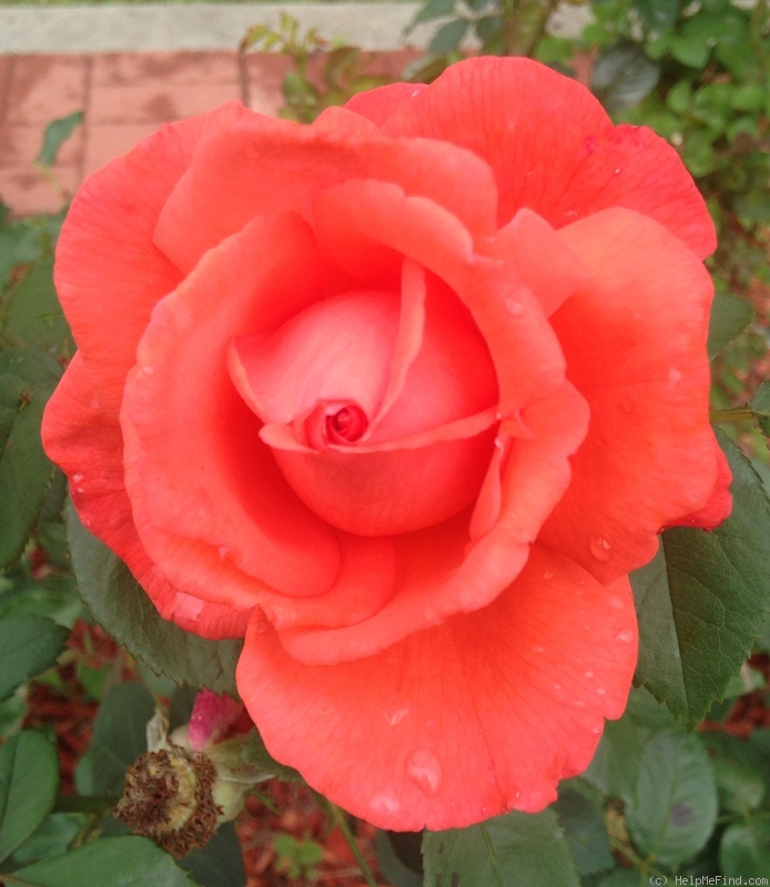 'Tropicana' rose photo