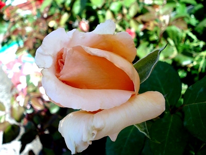 'Over the Moon ®' rose photo