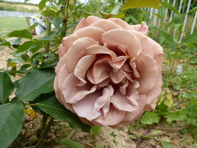 'Koko Loco (floribunda, Bedard, 2010)' rose, click to enlarge 'Koko Loco (floribunda, Bedard, 2010)' rose photo