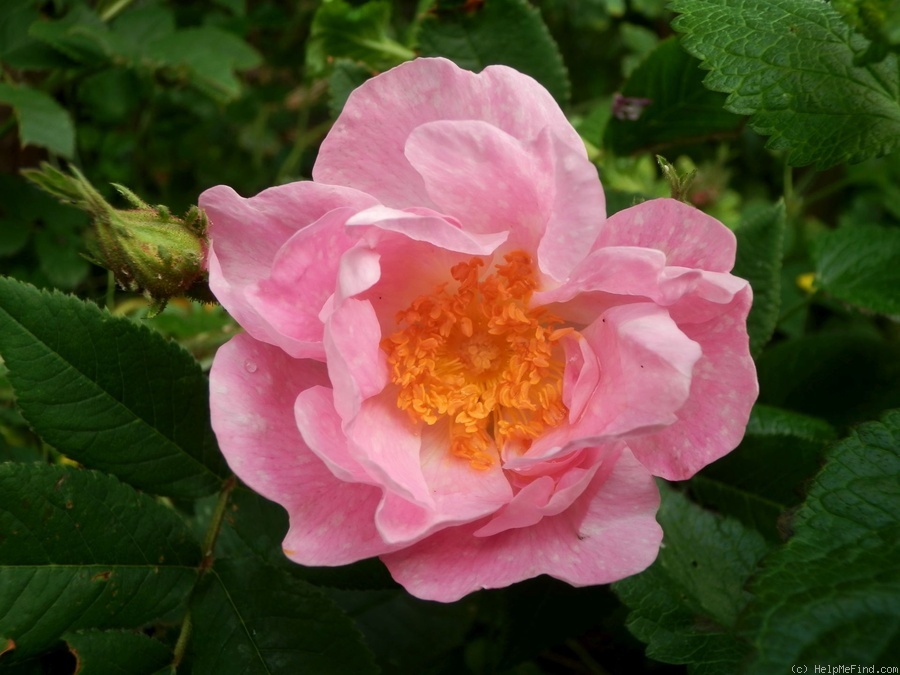'Onerva' rose photo