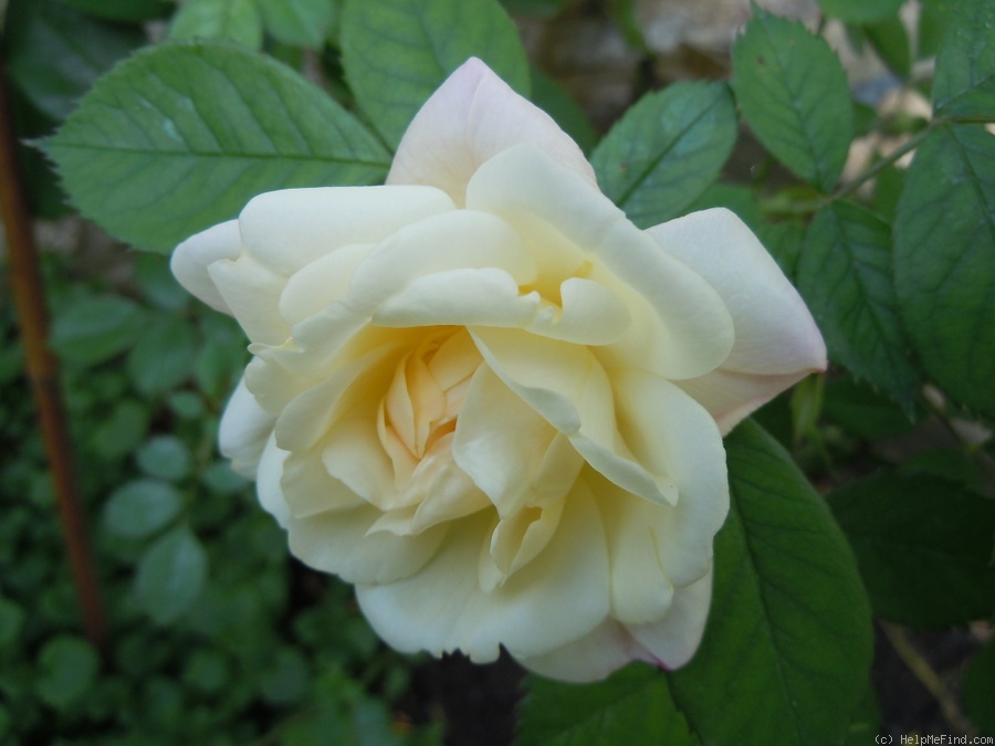 'Apricot Bells' rose photo
