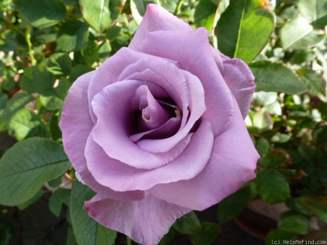 'Ripples' rose photo