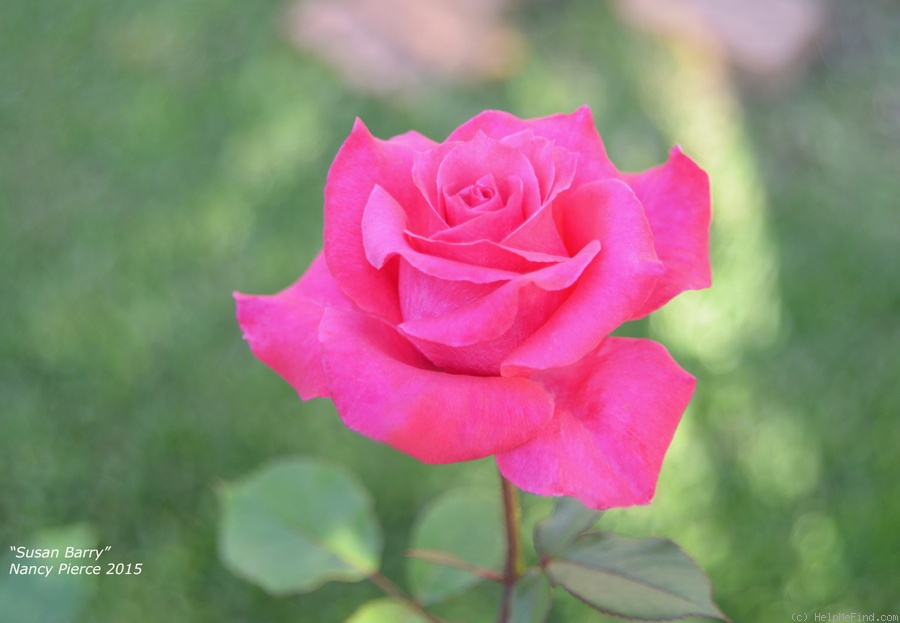 'Susan Barry' rose photo