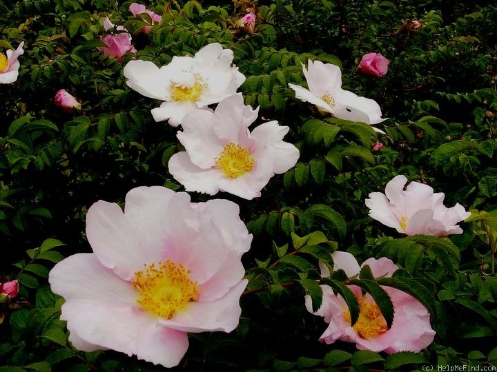 'Haroxa' rose photo