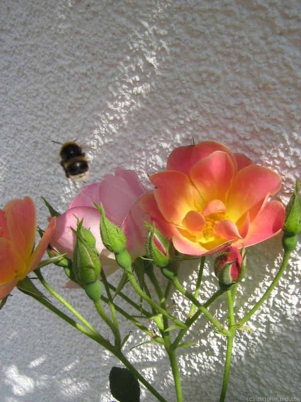 'Suzon' rose, click to enlarge 'Suzon' rose photo