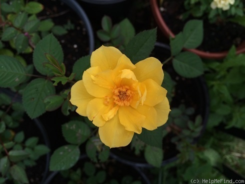 'BEILC-2' rose photo