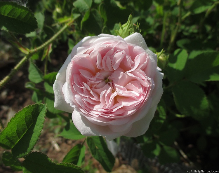 'Belle Isis (gallica, Parmentier, by 1845)' rose photo