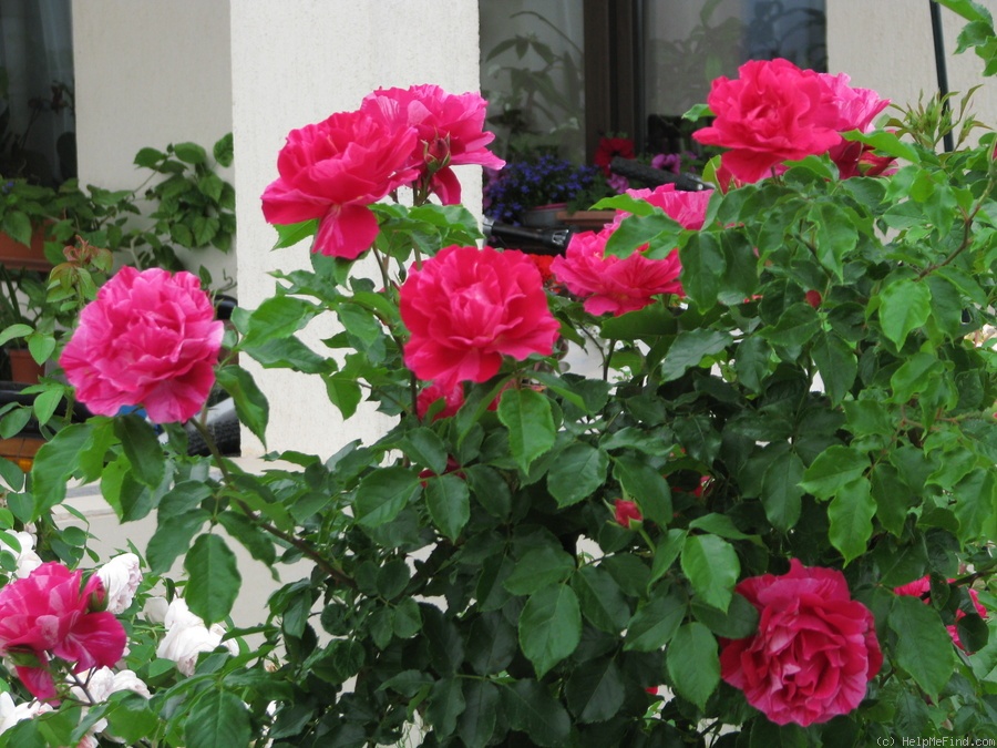 'DELstrimen' rose photo