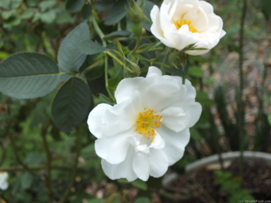 'Sappho (alba)' rose photo