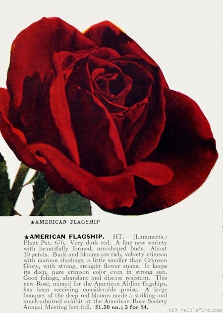 'American Flagship' rose photo